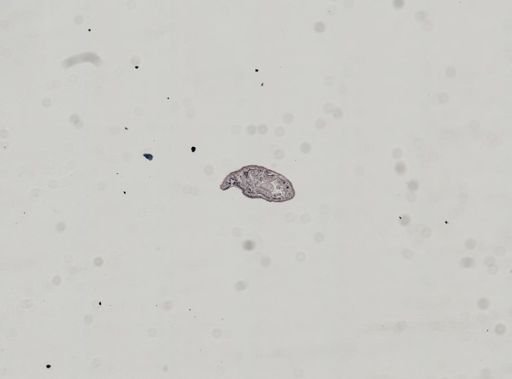 Plagiostomum whitmani
