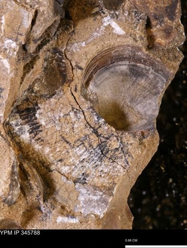 undet. Bivalvia