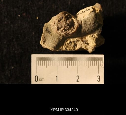 Agelacrinites