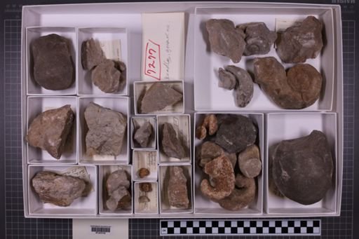 mixed taxa, stratigraphic collection