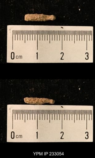 Archaeocidaris sp.