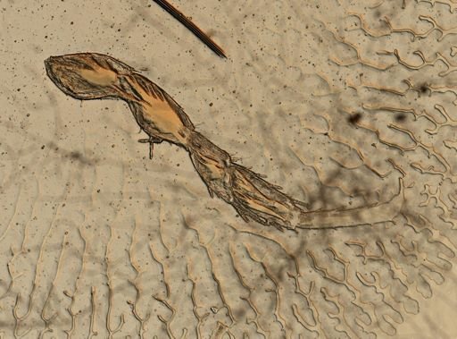 Asellus