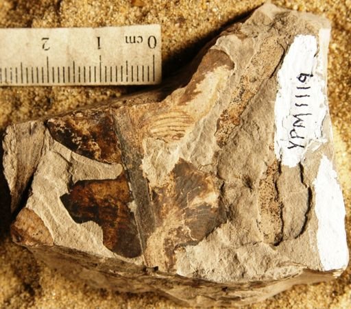 Dicroidium feistmanteli