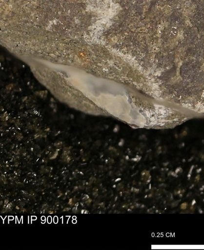 undet. Mollusca