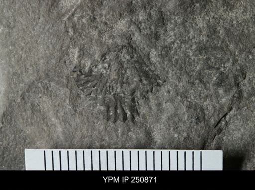 undet. Brachiopoda