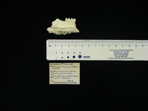 Caenolophus minimus