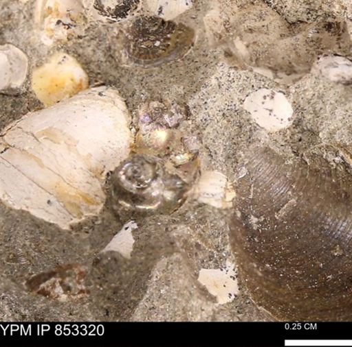 undet. Ammonoidea