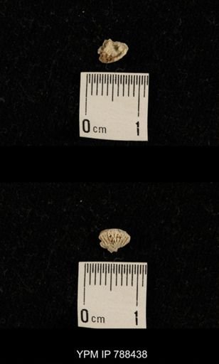 taxon undetermined