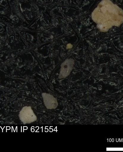 undet. Foraminiferida