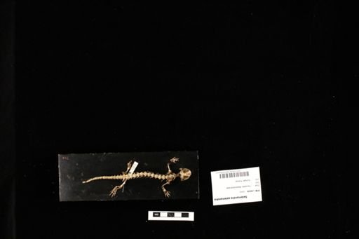 Salamandra salamandra