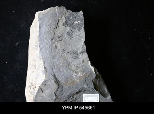 undet. Eurypterida