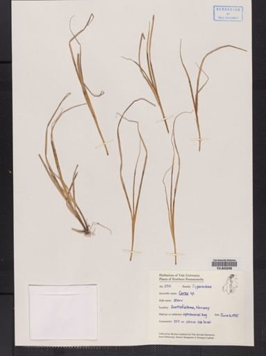 Carex
