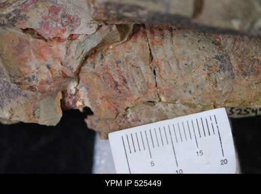Asaphellus?