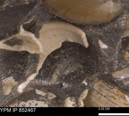 Limopsis striatopunctatus