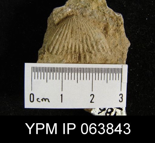 Trigonirhynchia tennesseensis