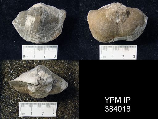 Costispirifer sp.