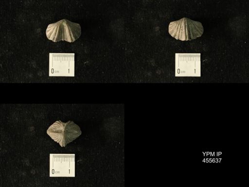 Platystrophia profundsulcata