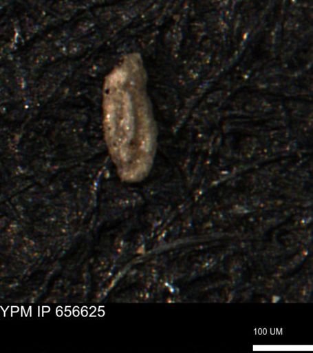 Miliammina manitobensis