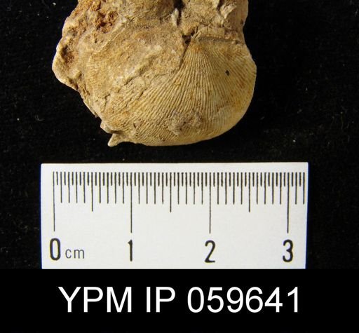Eodevonaria nuelonica