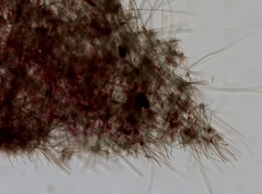 Asconema foliatum