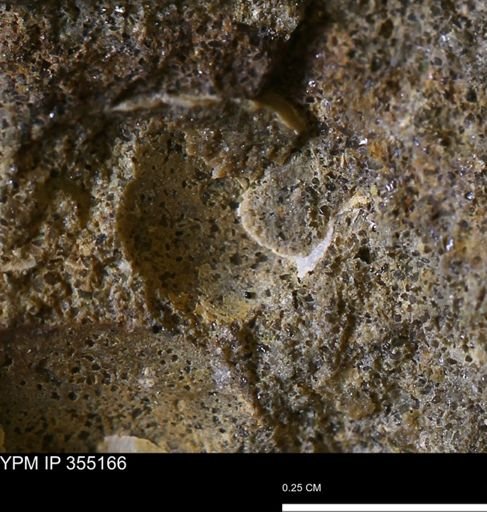 Mollusca