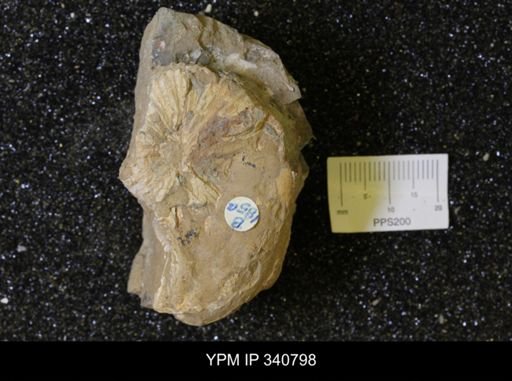 Scaphites sp.
