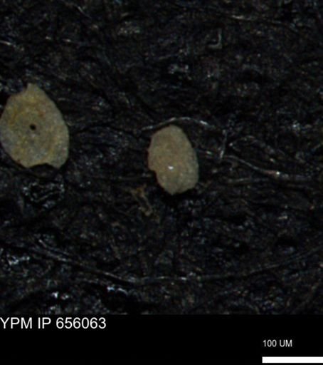 Spirolocammina subcircularis