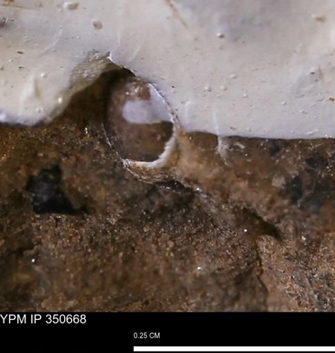 undet. Mollusca