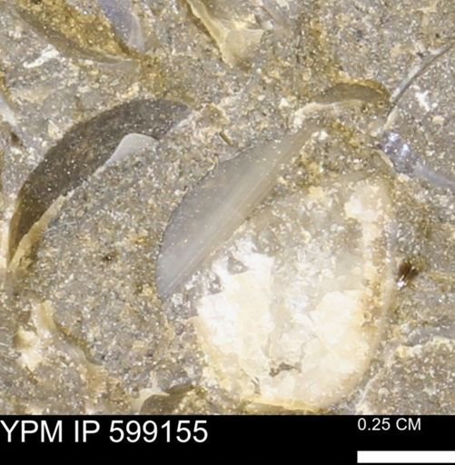 Megamyonia nitens