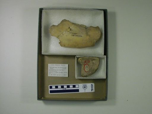 Glossotherium harlani
