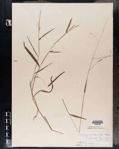Leersia virginica
