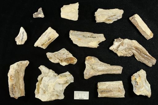 undet. Ichthyodectidae