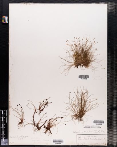 Eleocharis