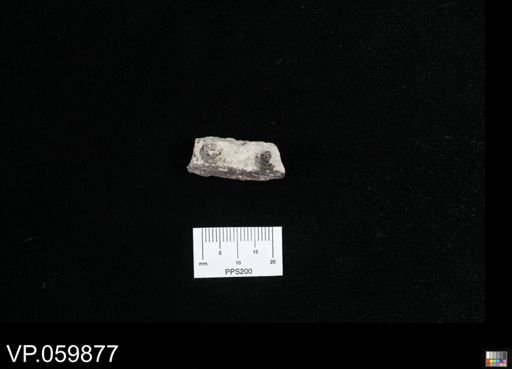 Cimolichthys sp.