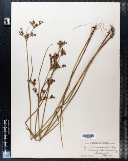 Juncus canadensis