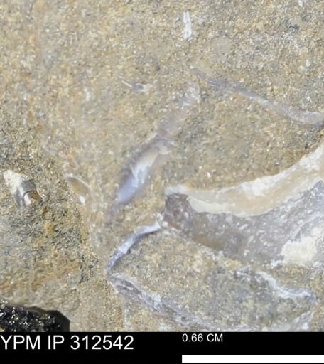 undet. Bivalvia