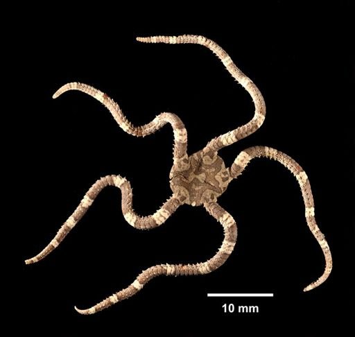 Ophioderma appressum