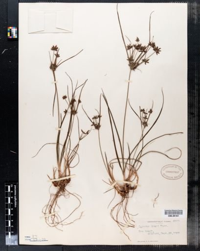 Cyperus grayi