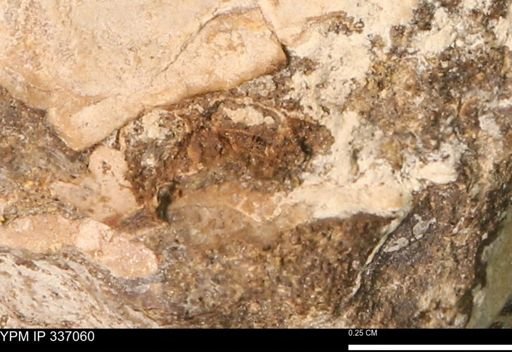 undet. Mollusca
