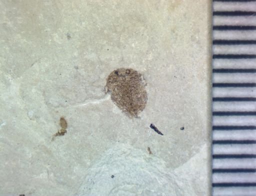 undet. Hymenoptera