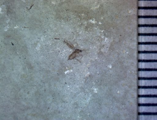 undet. Diptera