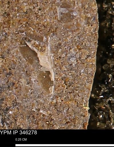 Mollusca?