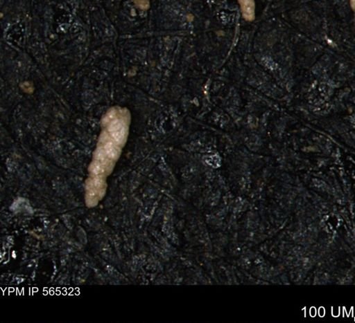Verneuilinoides kansasensis