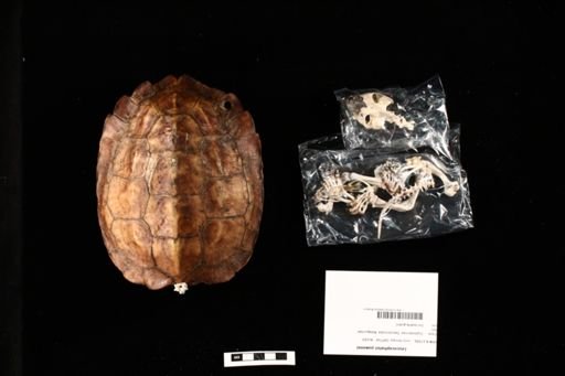 Leucocephalon yuwonoi
