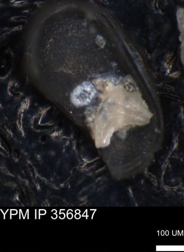 undet. Ostracoda