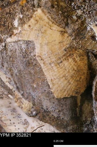 Parallelodon (Cosmetodon) sp.