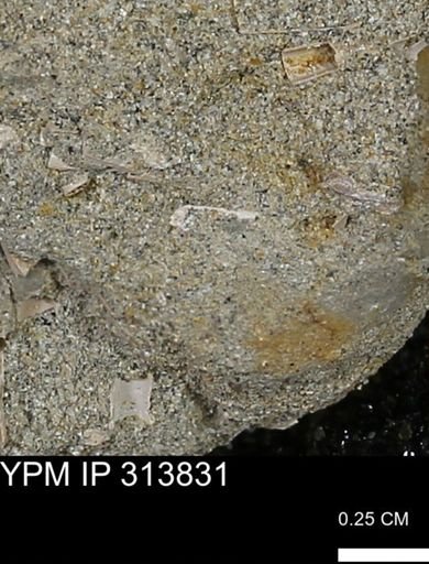 undet. Scaphopoda