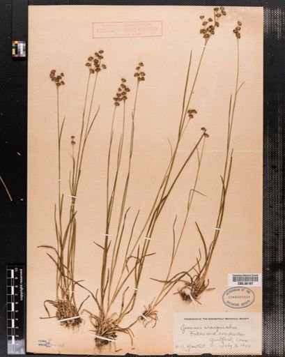 Juncus marginatus