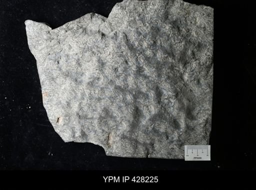 undet. Ichnofossil