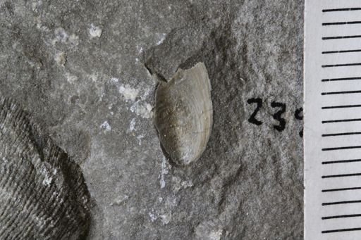 Lingula? carbonaria